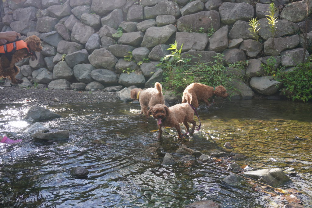 気軽に川遊び Seasonsのワンコ達も大喜び 酪農の里 ワンコのお家 うち Seasons 千葉南房総市 q With Dogs Pet Hotel Dog Training