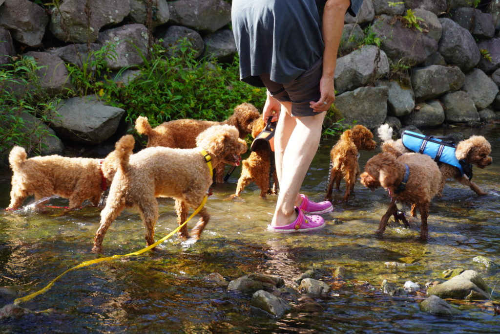 気軽に川遊び Seasonsのワンコ達も大喜び 酪農の里 ワンコのお家 うち Seasons 千葉南房総市 q With Dogs Pet Hotel Dog Training