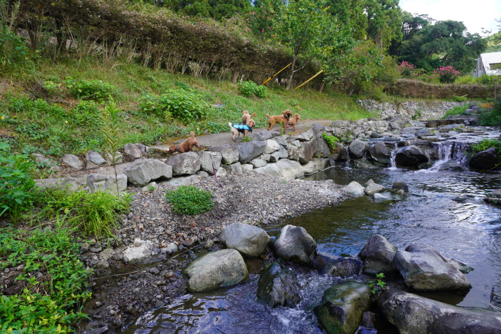 気軽に川遊び Seasonsのワンコ達も大喜び 酪農の里 ワンコのお家 うち Seasons 千葉南房総市 q With Dogs Pet Hotel Dog Training