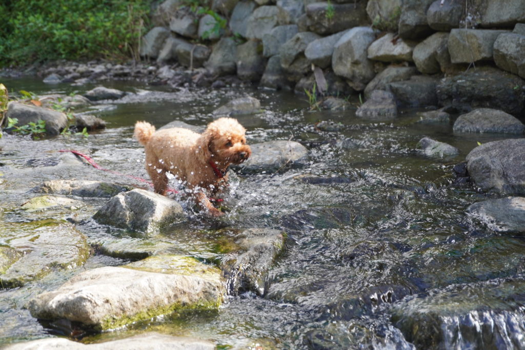 気軽に川遊び Seasonsのワンコ達も大喜び 酪農の里 ワンコのお家 うち Seasons 千葉南房総市 q With Dogs Pet Hotel Dog Training
