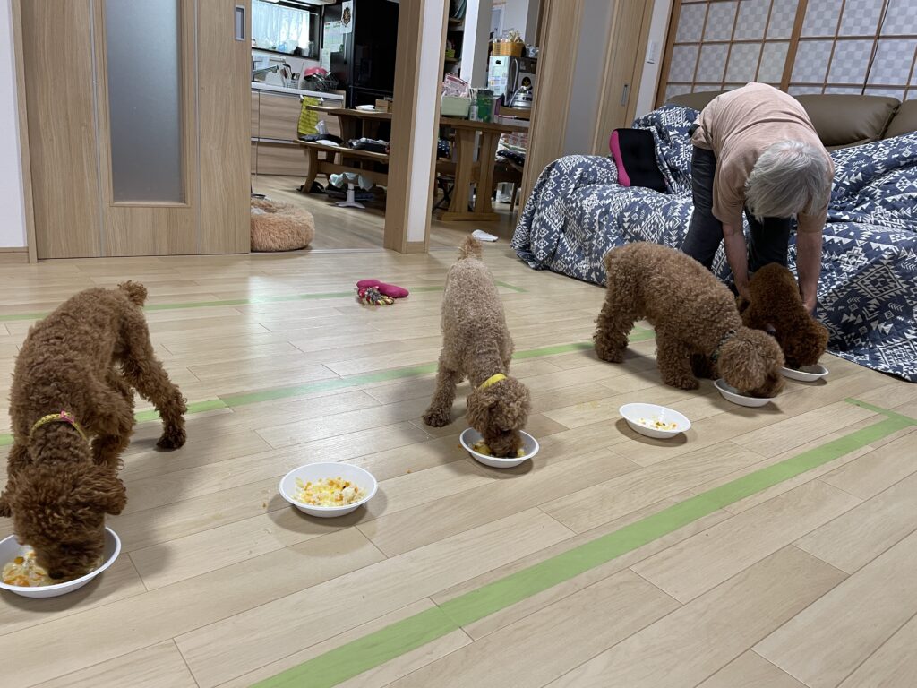 鴨川 シー ワールド ペット 預かり